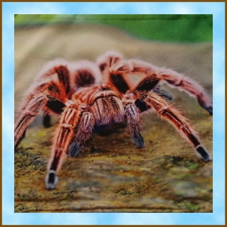 Povlak na polštářek 40x40cm - Sklípkan